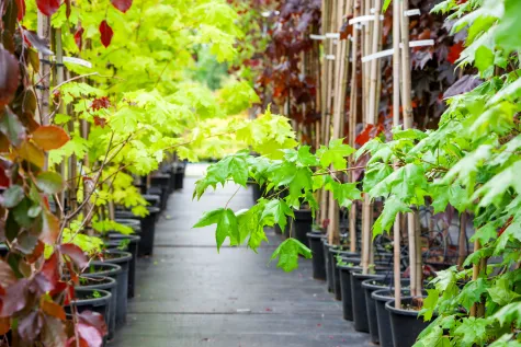 Kramer & Kramer GartengestaltungsgmbH, Baumschule