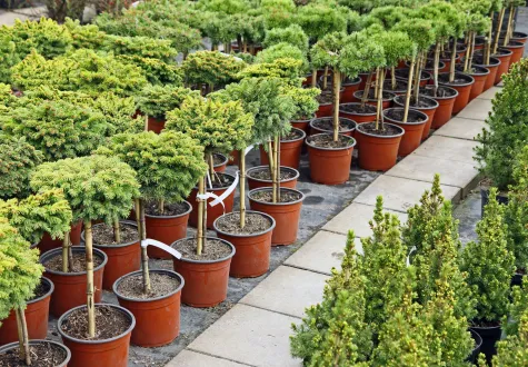 Personal-Gardener Gartendesign GmbH, Baumschule