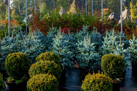 Garten Peter e.U., Inh. Philipp Peter, Baumschule